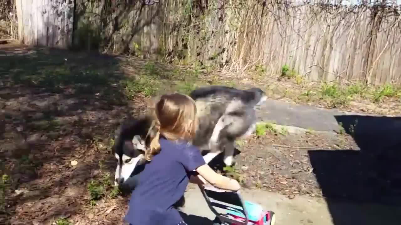 Adorable Alaskan Malamute playing with kids | Dog Loves Baby Compilation | Amazing Videos