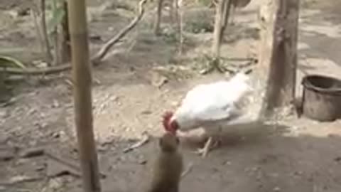 monkey vs chicken