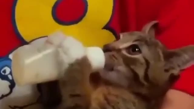 What a hungry kitty! 😂