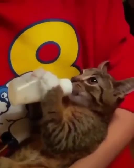 What a hungry kitty! 😂