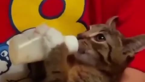 What a hungry kitty! 😂