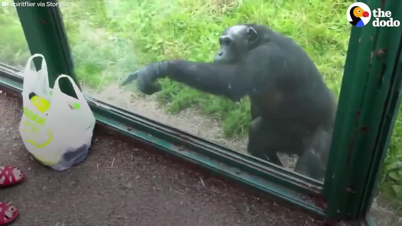 SMART Chimp Asks Zoo Visitors For Drink | The Dodo