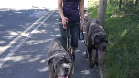 Look how many people stop to meet Neapolitan Mastiffs!!!