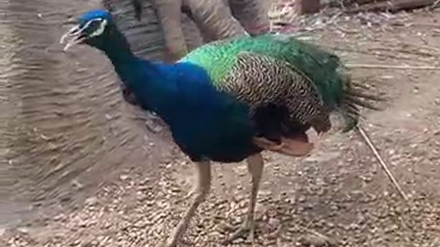 Courting Peacock