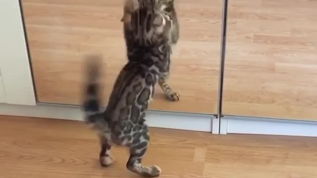 Fearless Kitten Decides To Fight His Reflection In The Mirror