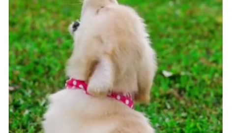 dogs plays hide & seek and dident get caught #shorts #funny #funny pets#pets#animals