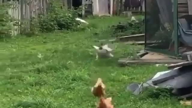 Funny animals, Cutest Animals, Funny ducks and birds ! watch till the end !🤩🤩🤩