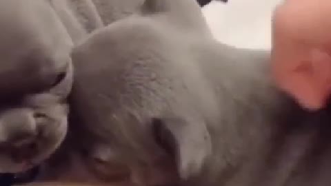 hairy head