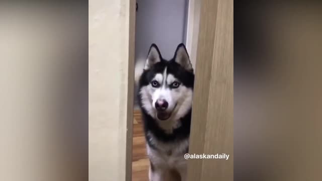 Husky Knows He's in Trouble When He Gets Caught by His Owner!