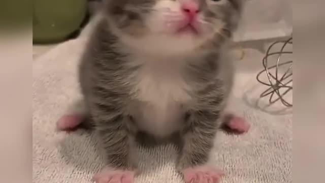 Funny cat - cute and smart