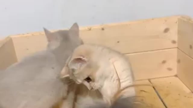 Share it with you two cute kittens