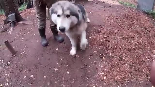 Wolfdog or bear?watch to find out♡