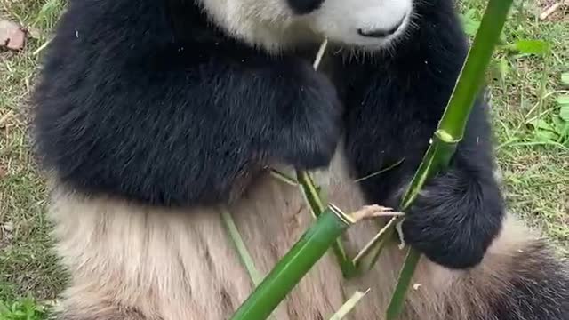 Pandas are eating bamboo