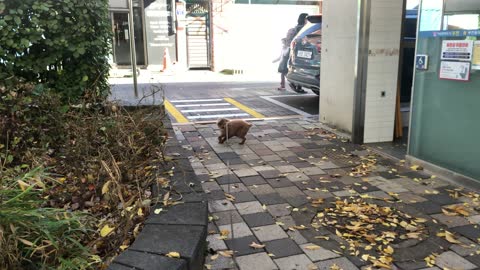 A dog follows a cat that appears in a park in Korea.