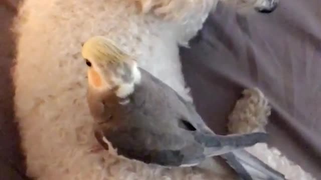 Bird standing on poodle