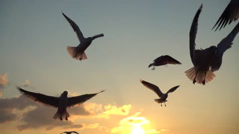 Birds are flying