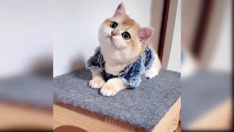 Baby Cats - Cute and Funny Cat Videos Compilation #21 | Aww Animals