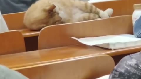 Amazing Funny Crazy Cats Fail ops Moments Viral Clips