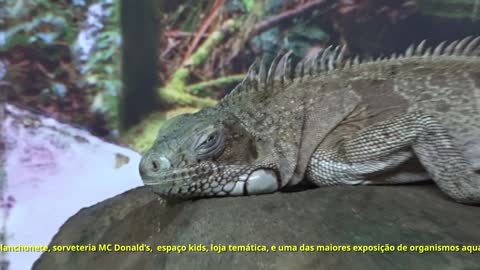 Acqua Mundo - Aquario no Guaruja - SP - Brasil