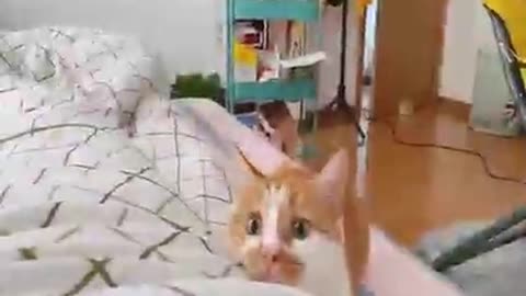 Cat videos #cat #rumble 😅😅