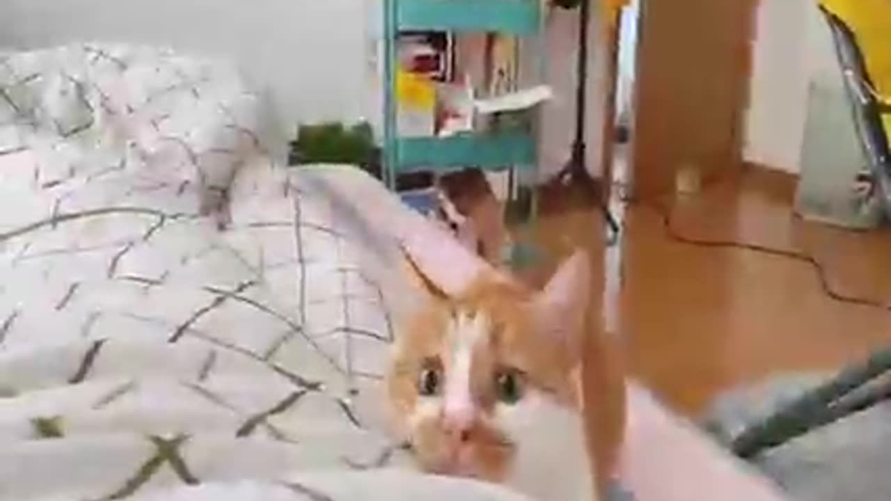 Cat videos #cat #rumble 😅😅