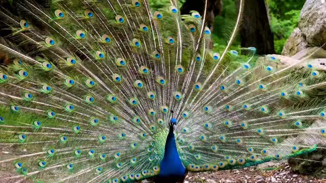 The peacock is dancing to match its beautiful feathers.