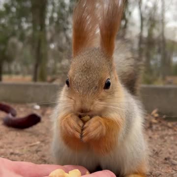 Белкин завтрак ,Café da manhã Belkin