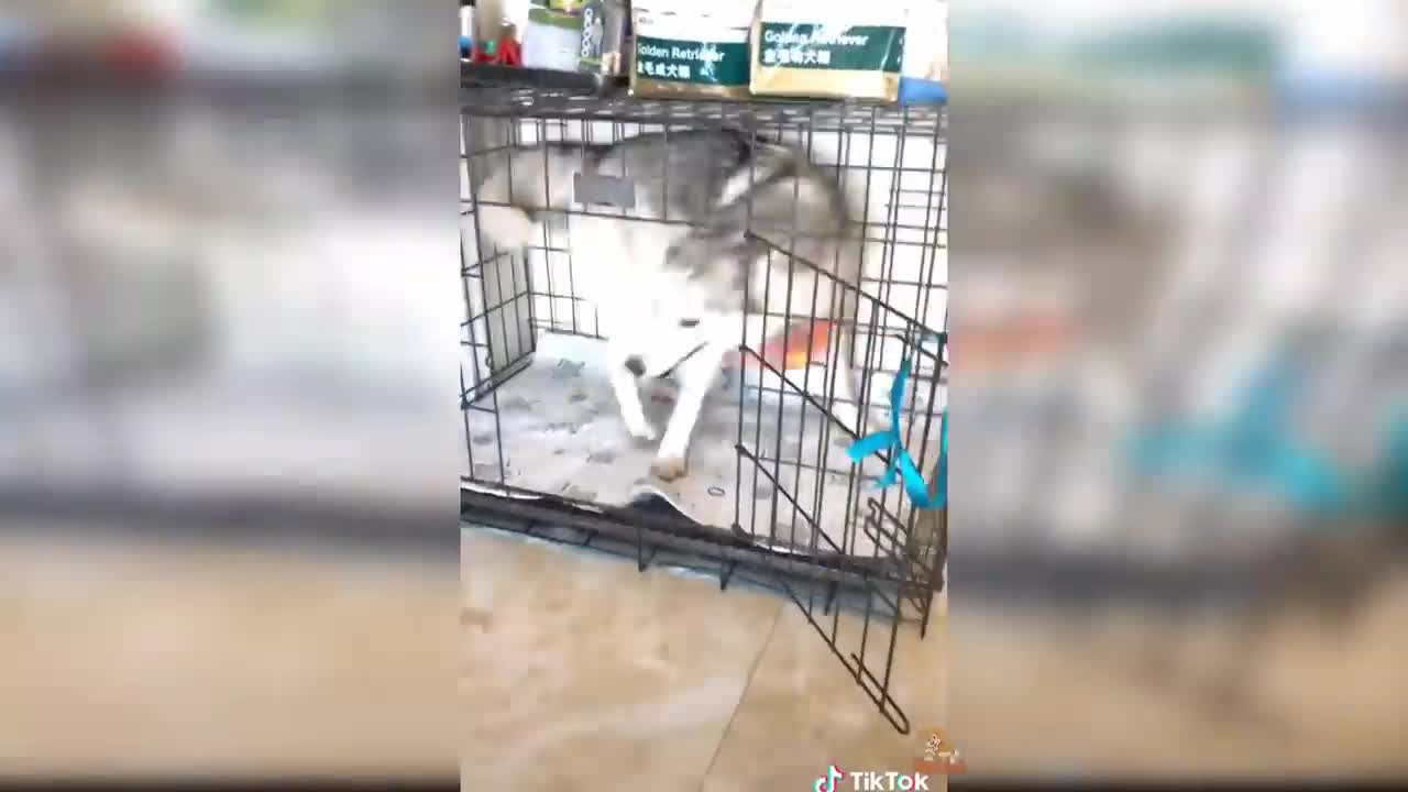 Dog Reaction to Cutting Cake