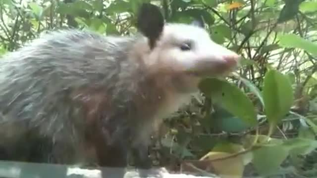 Possum