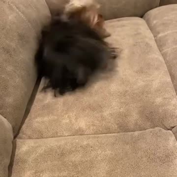 Yorkie has incredible case of zoomies after taking a bath