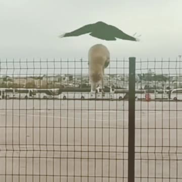 Crow's friend is cat