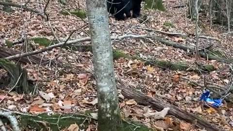 Lady Scares Black Bear off Trash Using Cleaning Spray