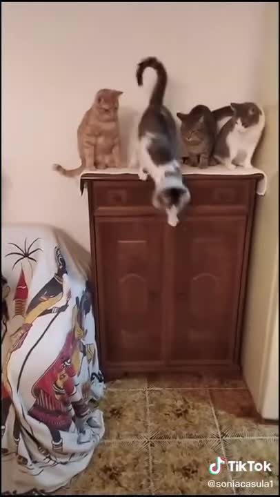 Cats meeting Funny Cats videos Funny Animals