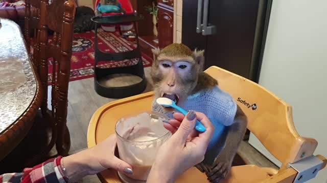 the monkey is fed with a spoon