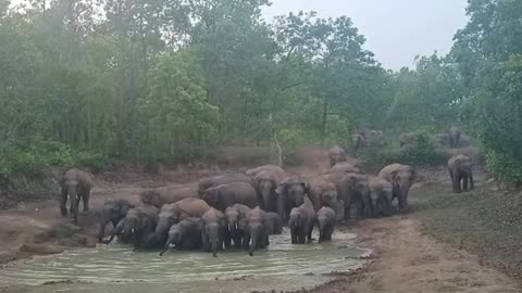 Elephants have invaded a small river in our Village