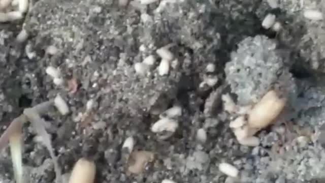 Family of ants