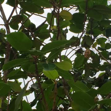 Exotic birds in the wild coming too close!