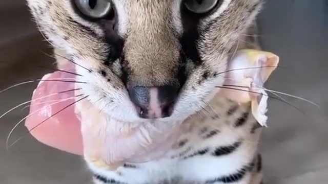 Honestly that made me jump #animals