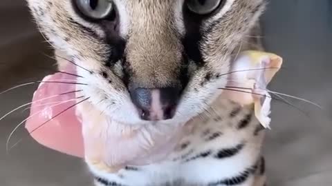 Honestly that made me jump #animals