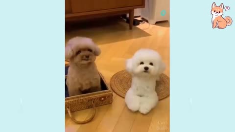 Cute Dogs Videos :)