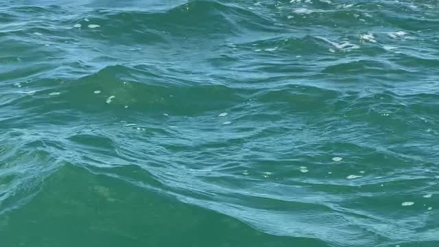 Can`t Believe our Eyes ,Fish Every Where