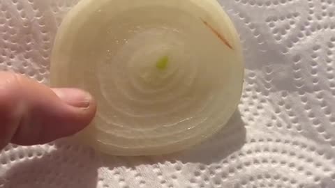 Onion heals earache