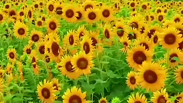 A large area of sunflowers