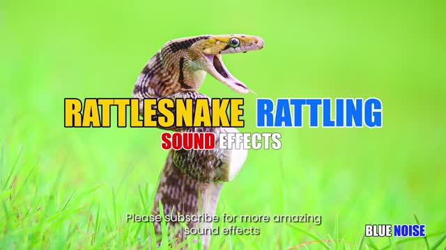 Rattle snake rattling sound effects