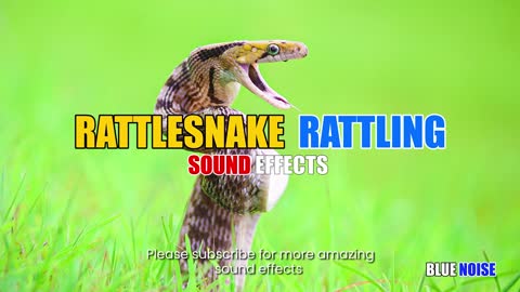 Rattle snake rattling sound effects