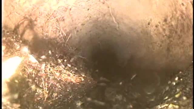 Vlasov 12 Dwyer Road Wayne Sewer Camera