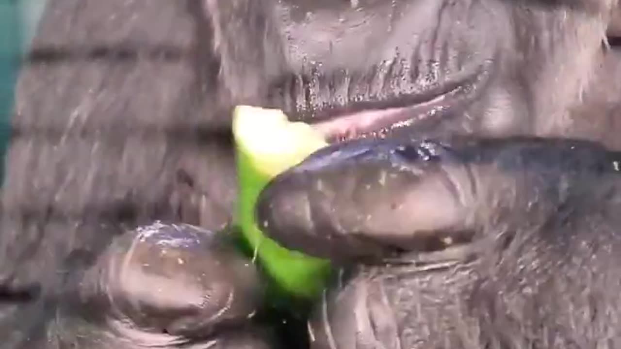 Finger lickingly good cucumber! #gorilla #asmr #mukbang #eating