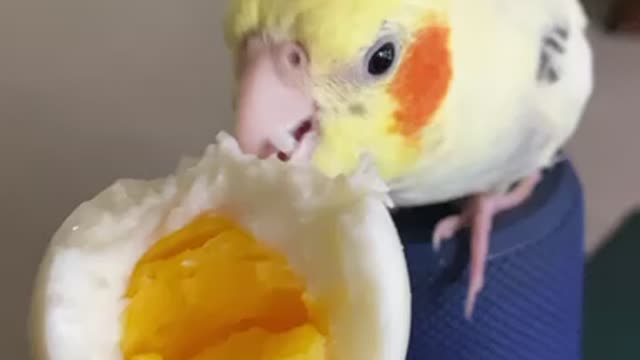 Parrots eats egg