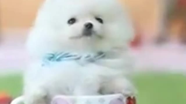 Teacup Pomeranian Dog | Baby Pomeranian|Dogsfunnybabby