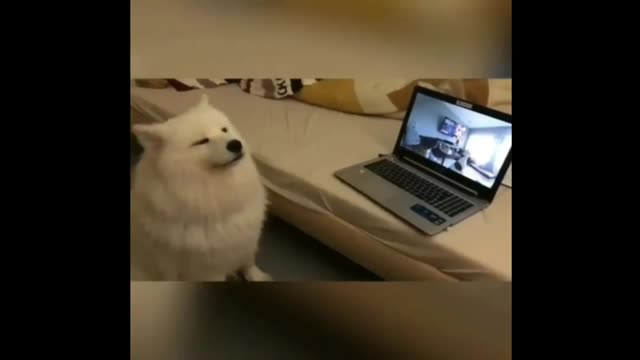 Every dog does this